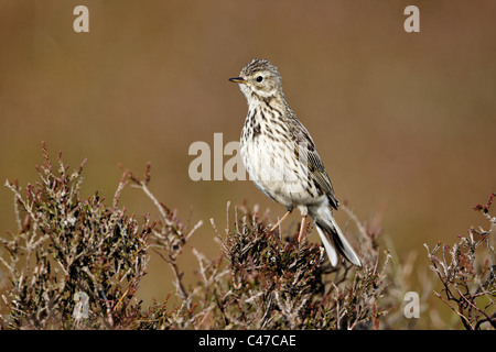 Wiese Pieper, Anthus Pratensis, einziger Vogel auf Heidekraut, Shropshire, Juni 2011 Stockfoto