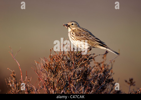 Wiese Pieper, Anthus Pratensis, einziger Vogel auf Heidekraut, Shropshire, Juni 2011 Stockfoto