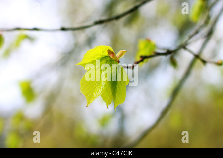 junge Blätter der Tilia SP. Baum hautnah Stockfoto