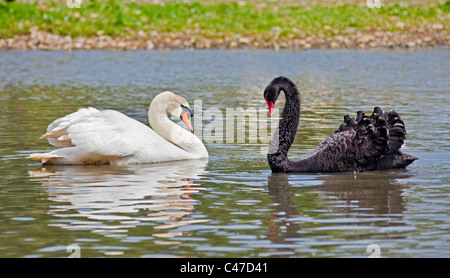 Höckerschwan (Cygnus Olor) und schwarzen Schwan (Cygnus olor), UK Stockfoto