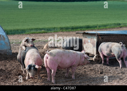 Britische Saddleback Schweine gehalten im freien Bereichsbedingungen Stockfoto