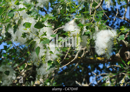 Schwarz-Pappel (Populus Nigra) Katkins im Frühling Stockfoto