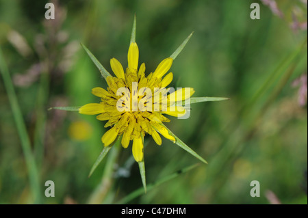 Wiese Schwarzwurzel - auffällige Goat's-beard - gelbe Goat's-beard - Jack-go-to-bed-at-noon (Tragopogon Pratensis) blühen im Frühling Stockfoto