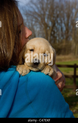 Junge Frau und Labrador Retriever Welpen Stockfoto