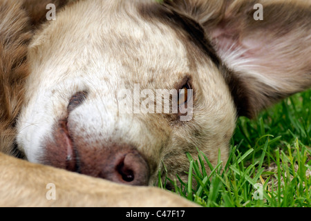 Lustige Hund Rollen in der Wiese Stockfoto