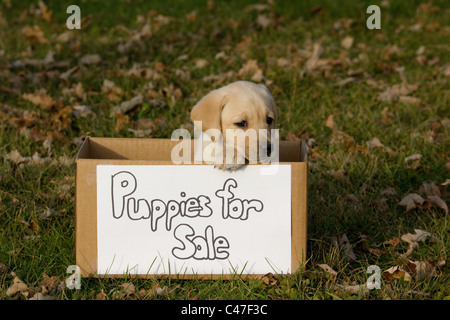 Labrador retriever Stockfoto