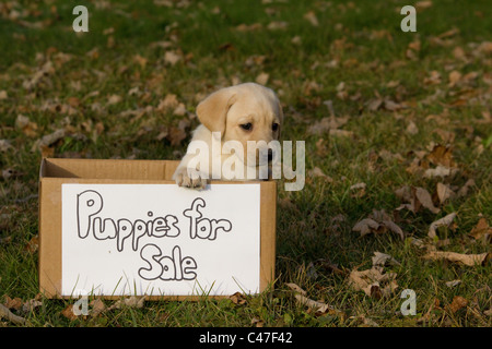 Labrador retriever Stockfoto