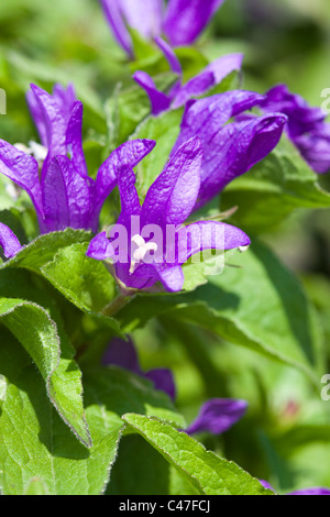 Gruppierte Glockenblume Campanula glomerata Stockfoto