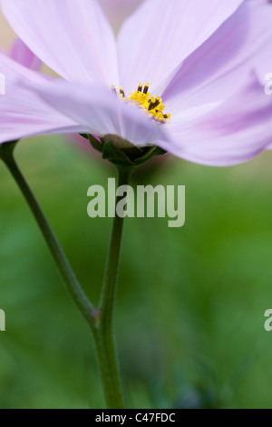 Cosmos Bipinnatus "Sonate Carmine Schattierungen" flachen DOF Stockfoto