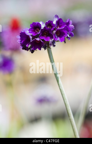 Primula Capitata flachen DOF Stockfoto