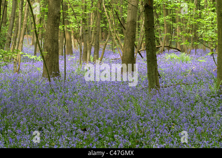 Glockenblumen, Hyacinthoides non-Scripta (SY Endymion nicht-Scriptum, Scilla non-Scripta), Whippendell Woods, Hertfordshire, UK Stockfoto