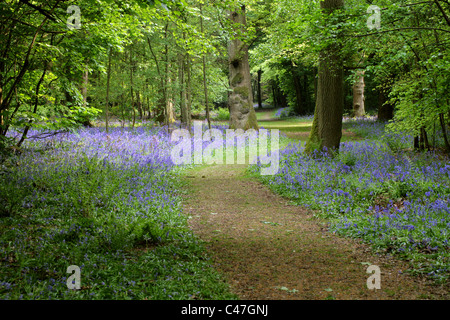 Glockenblumen, Hyacinthoides non-Scripta (SY Endymion nicht-Scriptum, Scilla non-Scripta), Whippendell Woods, Hertfordshire, UK Stockfoto