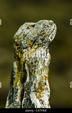 Ein Siegel-förmigen Stück Treibholz von der Küste in der Nähe von Dosewallips State Park auf Hood Canal in Washington Stockfoto