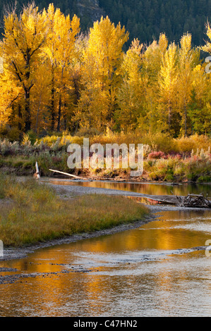 Farben des Herbstes in den Aspen (Populus Tremuloides) Bäume spiegeln sich im Fluss Blackfoot von westlichen Montana Stockfoto