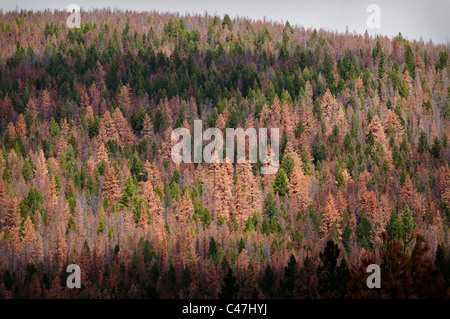 MacDonald-Passhöhe auf die kontinentale Wasserscheide in der Nähe von Helena, Montana, zeigt Schäden von der Mountain Pine Beetle. Stockfoto