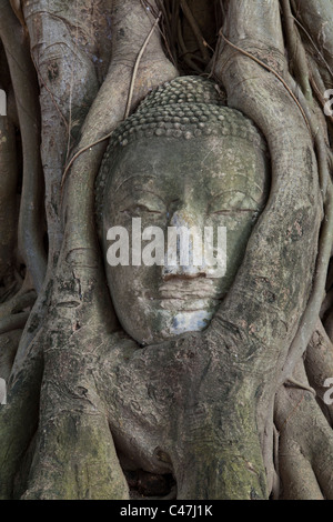 Stein-Kopf des Buddha eingeschlossen in den Wurzeln der Banyan-Baum im Wat Mahathat, Ayutthaya Stockfoto