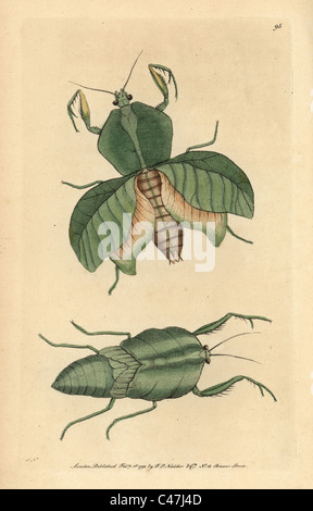 Blattheuschrecke, Choeradodis Strumaria. Stockfoto