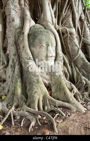 Stein-Kopf des Buddha eingeschlossen in den Wurzeln der Banyan-Baum im Wat Mahathat, Ayutthaya Stockfoto