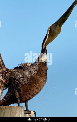 Braune Pelikan schütteln Wasser aus Federn Stockfoto