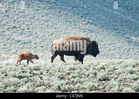 Amerikanische Bisons (Bison Bison) Kuh mit Kalb im Yellowstone National Park USA Stockfoto