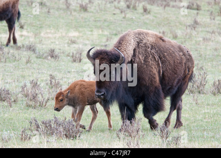 Bisons (Bison Bison) Kuh mit Kalb im Yellowstone National Park USA Stockfoto