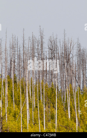 Lodgepole Pine Wald 22 Jahre nach dem Brand im Yellowstone National Park, USA Stockfoto