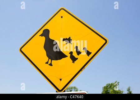 Ente Straßenschild - Vogel-Familie auf der Straße Stockfoto