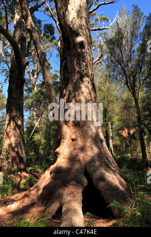 Red Tingle Tree (Eukalyptus Jacksonii), Walpole-Nornalup Nationalpark, Süd-West Australien Stockfoto