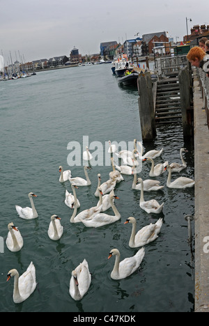 Schwäne auf der Seite der Hafen Kai Littlehampton West Sussex auf den Fluss Arun Stockfoto