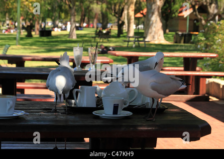 Möwe (Croicocephalus Novaehollandiae) mit Essensreste auf Tisch Stockfoto