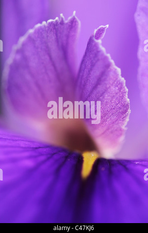 Makroaufnahme einer Iris (Gerry Marstella) am Botanischen Garten in Brisbane Queensland Australien Stockfoto