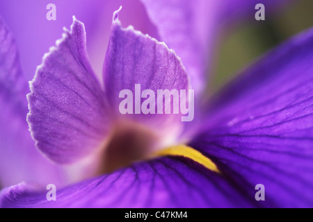 Makroaufnahme einer Iris (Gerry Marstella) am Botanischen Garten in Brisbane Queensland Australien Stockfoto