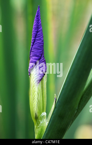 Makroaufnahme einer Iris (Gerry Marstella) am Botanischen Garten in Brisbane Queensland Australien Stockfoto