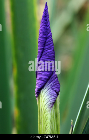 Makroaufnahme einer Iris (Gerry Marstella) am Botanischen Garten in Brisbane Queensland Australien Stockfoto