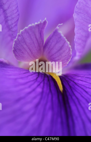 Makroaufnahme einer Iris (Gerry Marstella) am Botanischen Garten in Brisbane Queensland Australien Stockfoto