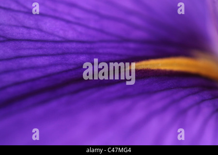 Makroaufnahme einer Iris (Gerry Marstella) am Botanischen Garten in Brisbane Queensland Australien Stockfoto