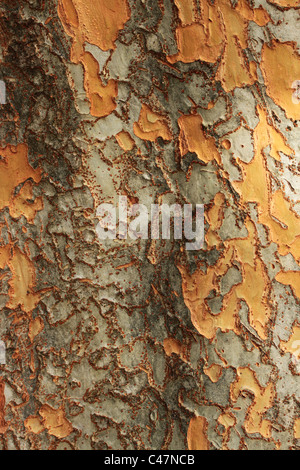 Nahaufnahme Foto der Rinde auf eine Ulmus ParvifoliaTree (Ulme) in botanischen Gärten Brisbane Queensland Australien getroffen Stockfoto