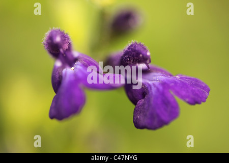 Nahaufnahme Foto einer lila Salvia-Blume in botanischen Gärten Brisbane Queensland Australien getroffen Stockfoto