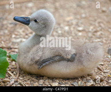 Cygnet Höckerschwan (Cygnus Olor) Stockfoto