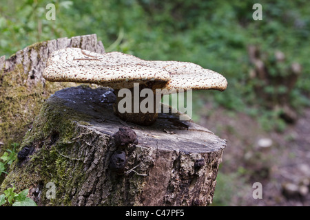 Die Dryade Sattel Pilze (Polyporus an) wachsen auf einem alten Baumstumpf Stockfoto