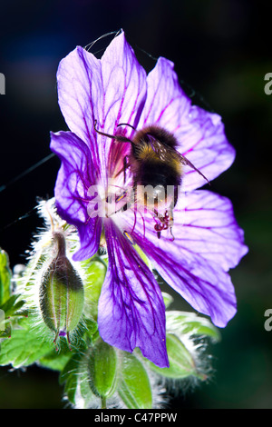 Buff Tailed Bumble Bee - Bombus Terrestris auf eine Geranie Stockfoto
