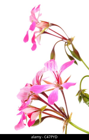 Geranie rosa Blume in Nahaufnahme auf weißem Hintergrund Stockfoto