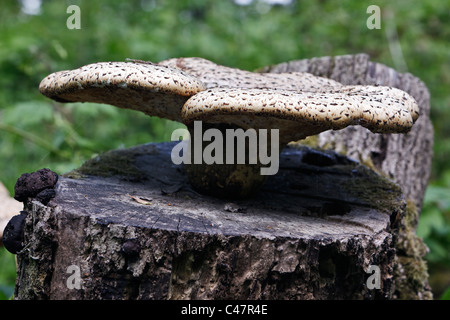 Die Dryade Sattel Pilze (Polyporus an) wachsen auf einem alten Baumstumpf Stockfoto