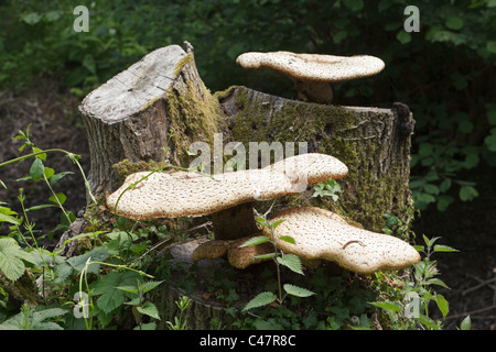 Die Dryade Sattel Pilze (Polyporus an) wachsen auf einem alten Baumstumpf Stockfoto