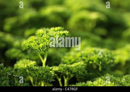 Foto von geschweiften Petersilie wächst im Garten Stockfoto