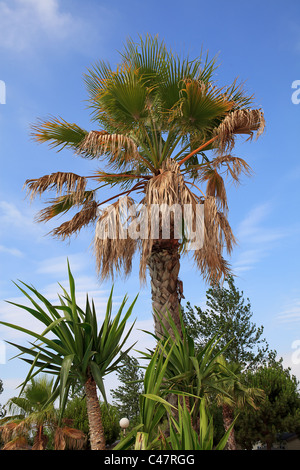 Palme gegen blauen Himmel an sonnigen Tag Stockfoto