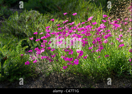 Maiden rosa dianthus deltoides caryophyllaceae Wiese rosa heide Moor Heidekraut Rot rosa brillant Blume Pflanze Blütenbusch Stockfoto