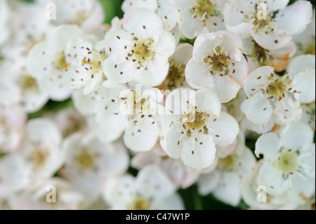 Crategus Monogyna, Weißdorn Blüte Nahaufnahme von Blumen, Norfolk, England, Mai Stockfoto