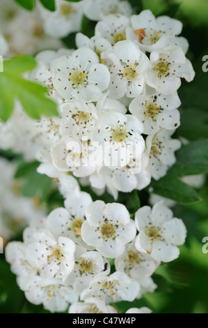 Crategus Monogyna, Weißdorn Blüte Nahaufnahme von Blumen, Norfolk, England, Mai Stockfoto