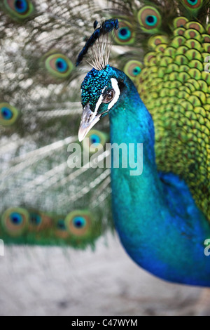 Männlicher Pfau auf der Insel Kos in Griechenland Stockfoto